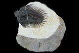 Spiny Comura Trilobite #128999-1